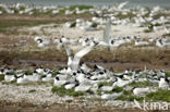 Sandwich Tern (Sterna sandvicencis)