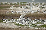 Sandwich Tern (Sterna sandvicencis)