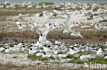 Sandwich Tern (Sterna sandvicencis)