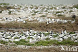 Sandwich Tern (Sterna sandvicencis)