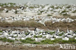 Sandwich Tern (Sterna sandvicencis)