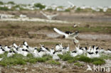 Sandwich Tern (Sterna sandvicencis)