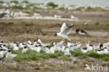 Sandwich Tern (Sterna sandvicencis)