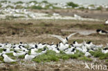 Sandwich Tern (Sterna sandvicencis)