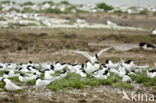 Sandwich Tern (Sterna sandvicencis)