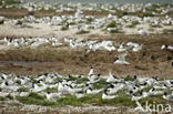 Sandwich Tern (Sterna sandvicencis)