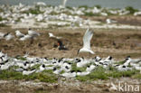 Sandwich Tern (Sterna sandvicencis)