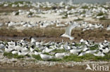 Sandwich Tern (Sterna sandvicencis)