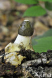 Grote stinkzwam (Phallus impudicus)