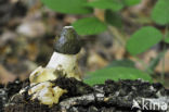 Grote stinkzwam (Phallus impudicus)