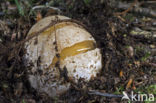 Grote stinkzwam (Phallus impudicus)