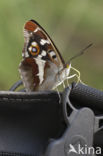 Grote weerschijnvlinder (Apatura iris)