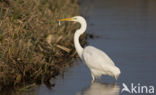 Great White Egret