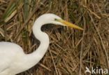 Grote zilverreiger (Casmerodius albus)