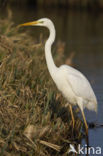 Great White Egret