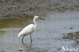 Grote Zilverreiger (Ardea alba)