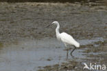 Grote Zilverreiger (Ardea alba)