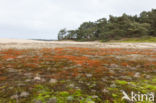 Scots Pine (Pinus sylvestris)