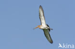 Grutto (Limosa limosa)