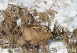 Brown Hare (Lepus europaeus)