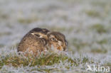 Haas (Lepus europaeus)