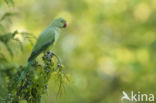 Rose-ringed Parakeet (Psittacula krameri)