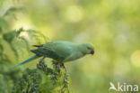 Rose-ringed Parakeet (Psittacula krameri)