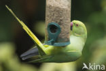 Rose-ringed Parakeet (Psittacula krameri)