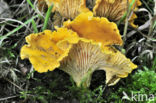 Chanterelle (Cantharellus cibarius)