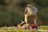 Goshawk (Accipiter gentilis)