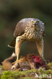 Havik (Accipiter gentilis)