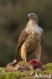 Havik (Accipiter gentilis)