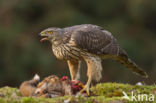 Havik (Accipiter gentilis)