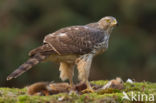 Goshawk (Accipiter gentilis)