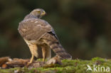 Havik (Accipiter gentilis)