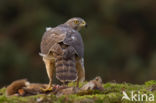 Havik (Accipiter gentilis)