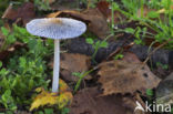 Hare sfoot Inkcap (Coprinus lagopus)