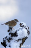 Dunnock