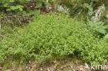 Hengel (Melampyrum nemoralis)