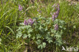 Holwortel (Corydalis cava)