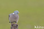 Houtduif (Columba palumbus)