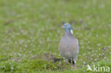 Wood Pigeon