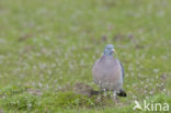 Wood Pigeon