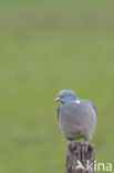 Houtduif (Columba palumbus)