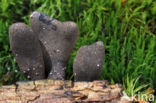 Dead Mans Fingers (Xylaria polymorpha)