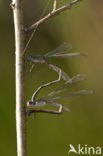 Houtpantserjuffer (Lestes viridis)