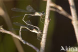 Houtpantserjuffer (Lestes viridis)