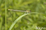 Houtpantserjuffer (Lestes viridis)