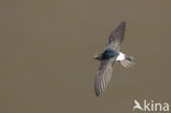 House swift (Apus affinis)