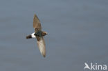 House swift (Apus affinis)